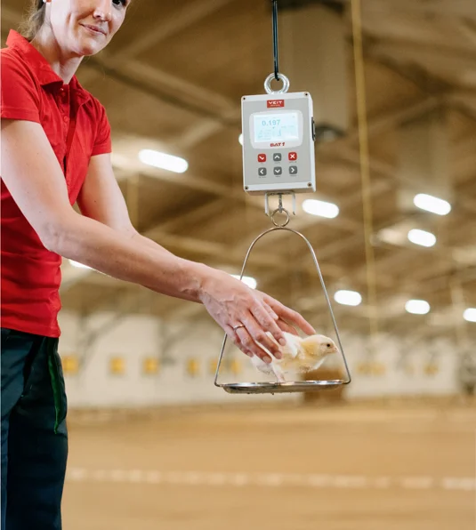 Woman weighing flock with BAT1 scale