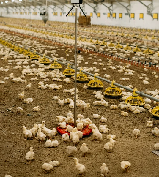 Man watching data on BAT2 Connect scale