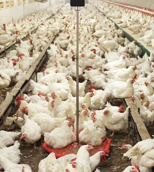 Man watching data on BAT2 Connect scale