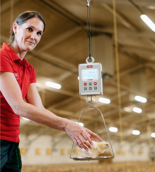 Woman weighing flock with BAT1 scale