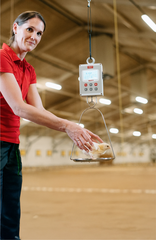 Woman weighing flock with BAT1 scale