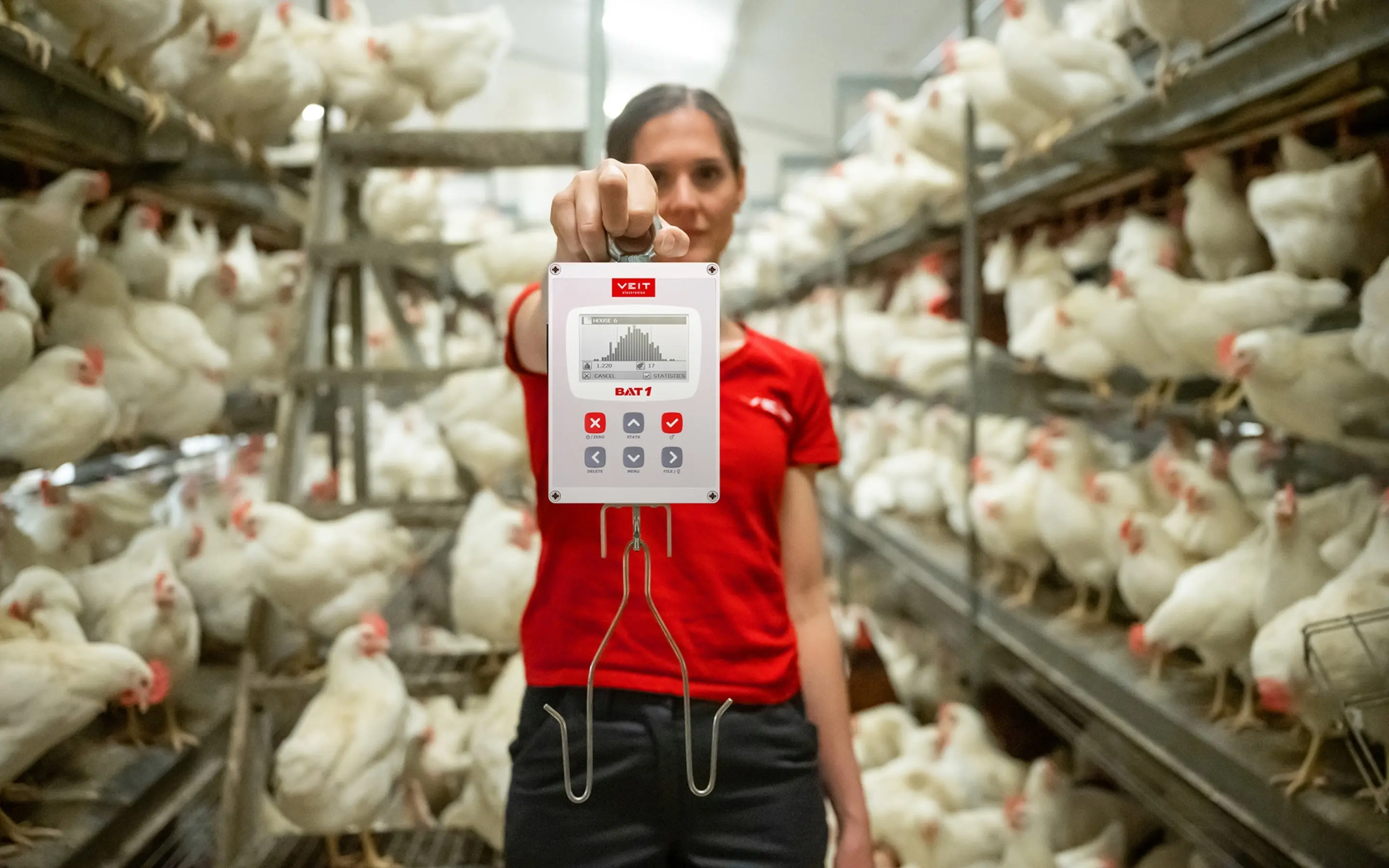 BAT1 manual poultry scale being used for accurate broiler weighing on a farm