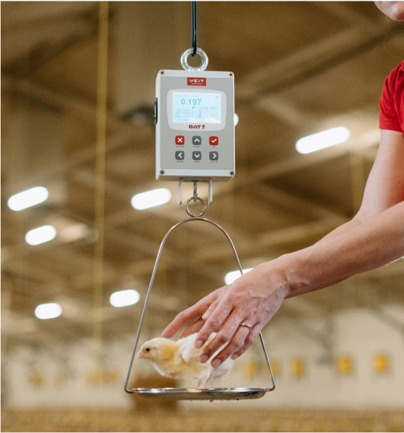 BAT1 scale for poultry