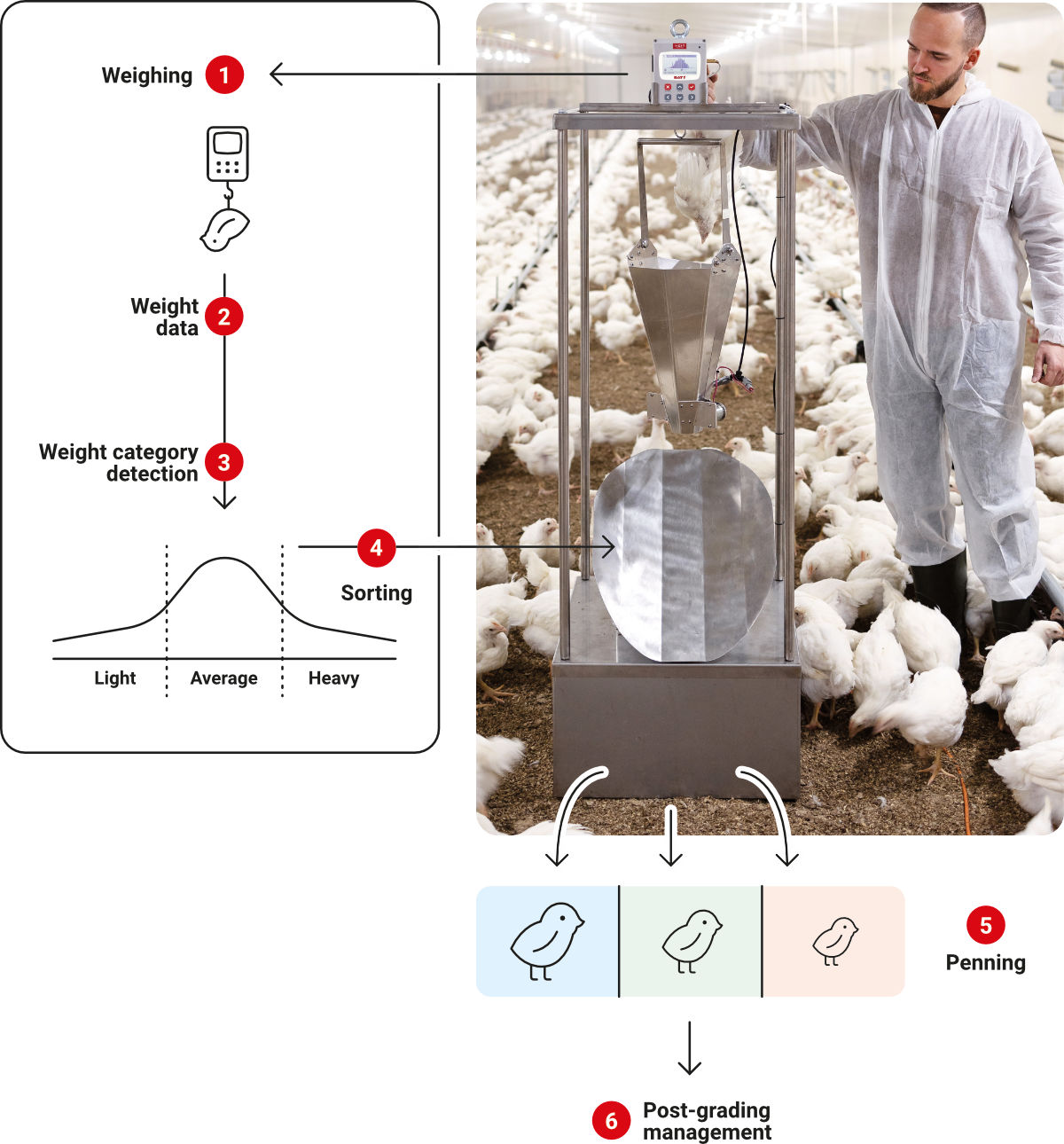 How BAT1 Sorting Machine works - weighing, sorting and penning process