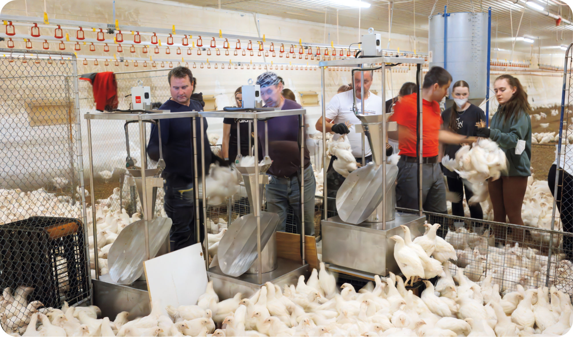BAT1 Sorting Machine in real farm operation