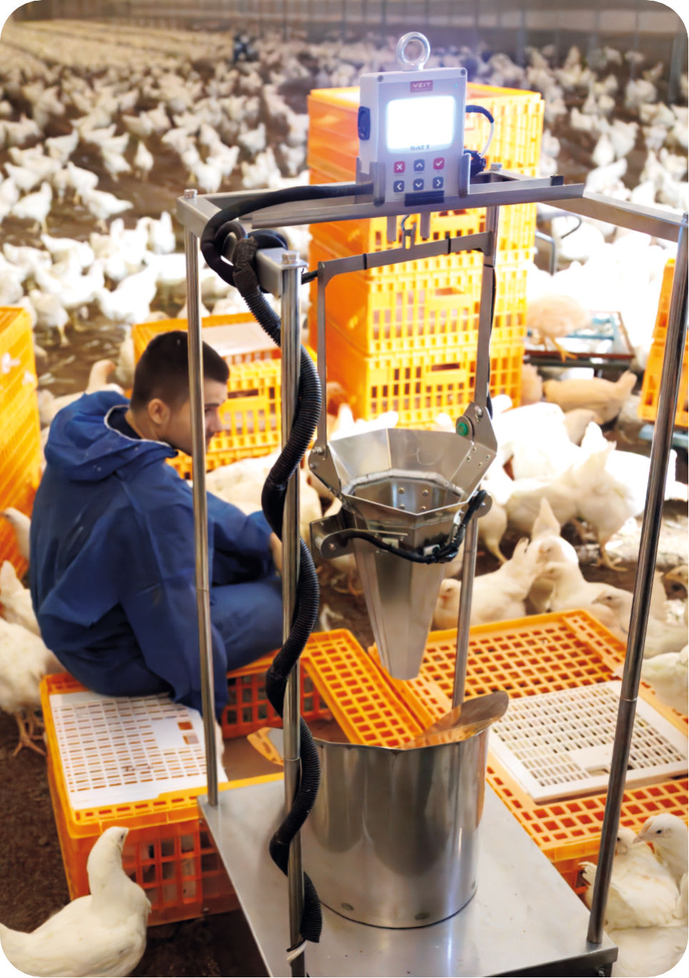 BAT1 Sorting Machine sorting birds on farm